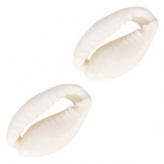 Perles coquillage Cauri Blanc naturel