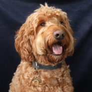 Sets d'inspiration Journée mondiale des animaux