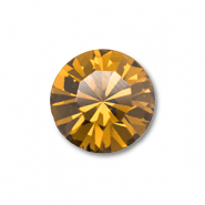 Preciosa  Preciosa chaton